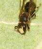 Hylaeus sp.